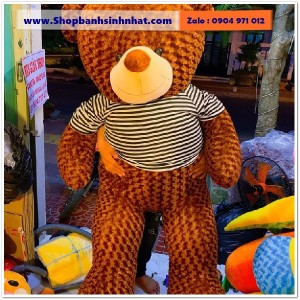 Gấu Bông Teddy Hàn Quốc - GAU36